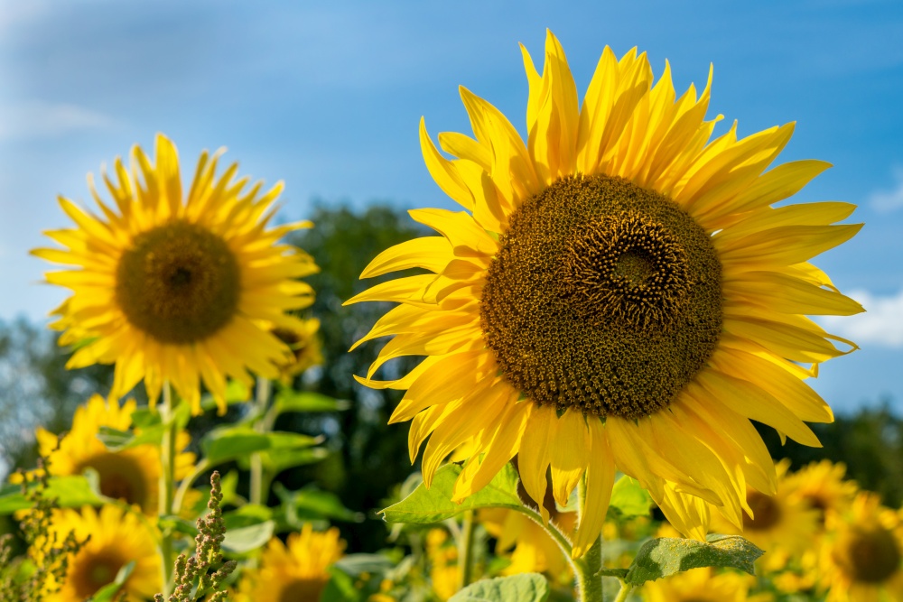 Sunflower in a field of sunflowers in summer sunshine
