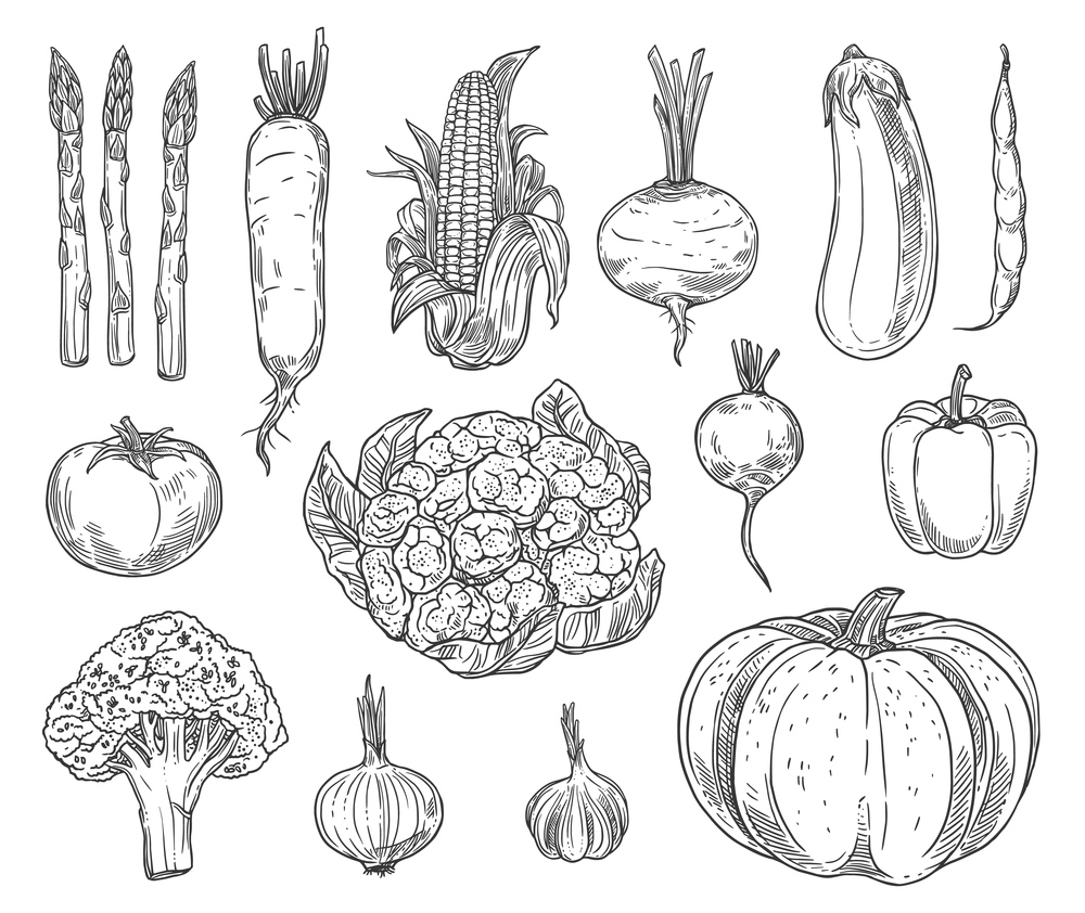 Farm vegetables vector sketches. Cauliflower, tomato and broccoli, bell pepper and beet, radish and bean, corn and garlic, asparagus, zucchini and pumpkin, carrot and eggplant isolated vegetables. Farm vegetables sketches, vector set