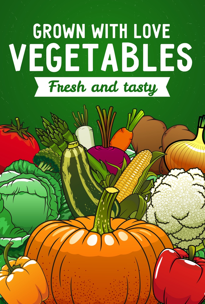 Farm vector vegetables. Carrot, bell peppers and tomato, cabbage, onion and zucchini, potato, broccoli and pumpkin, cauliflower, asparagus, beet, corn cob and radish harvest poster. Fam tomato, carrot, onion, cabbage veggies