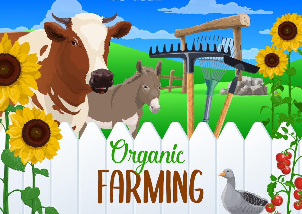 Farm animal and vegetable harvest with farming and agriculture tools. Vector cow, donkey and goose, rakes, hoe and crop plants of tomato and sunflower with farm field and fence, organic farming design. Farming vegetable harvest, farm animals and tools
