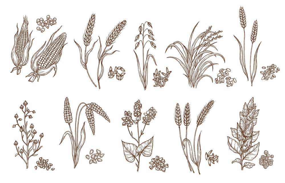 Cereal grain and plant isolated sketches of agriculture harvest and food vector design. Seeds of wheat, oat, barley and corn, rice, buckwheat, rye, quinoa and sorghum with ears, maize kernels and husk. Cereal plant grain and seed isolated sketches
