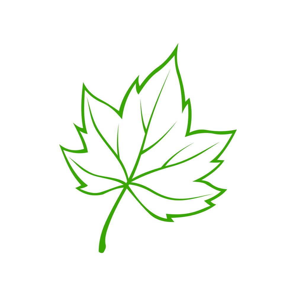 American sycamore maple leaf isolated outline icon. Vector green foliage symbol, plant skeleton. Maple leaf skeleton isolated sycamore
