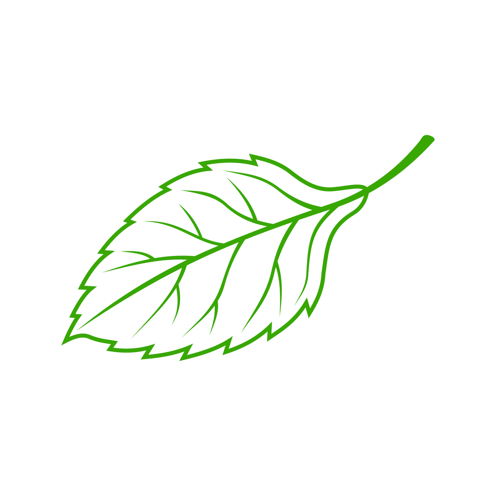 Elm or beech leaf outline skeleton isolated. Vector green realistic plant, spring and ecology symbol. Beech or aspen leaf isolated foliage