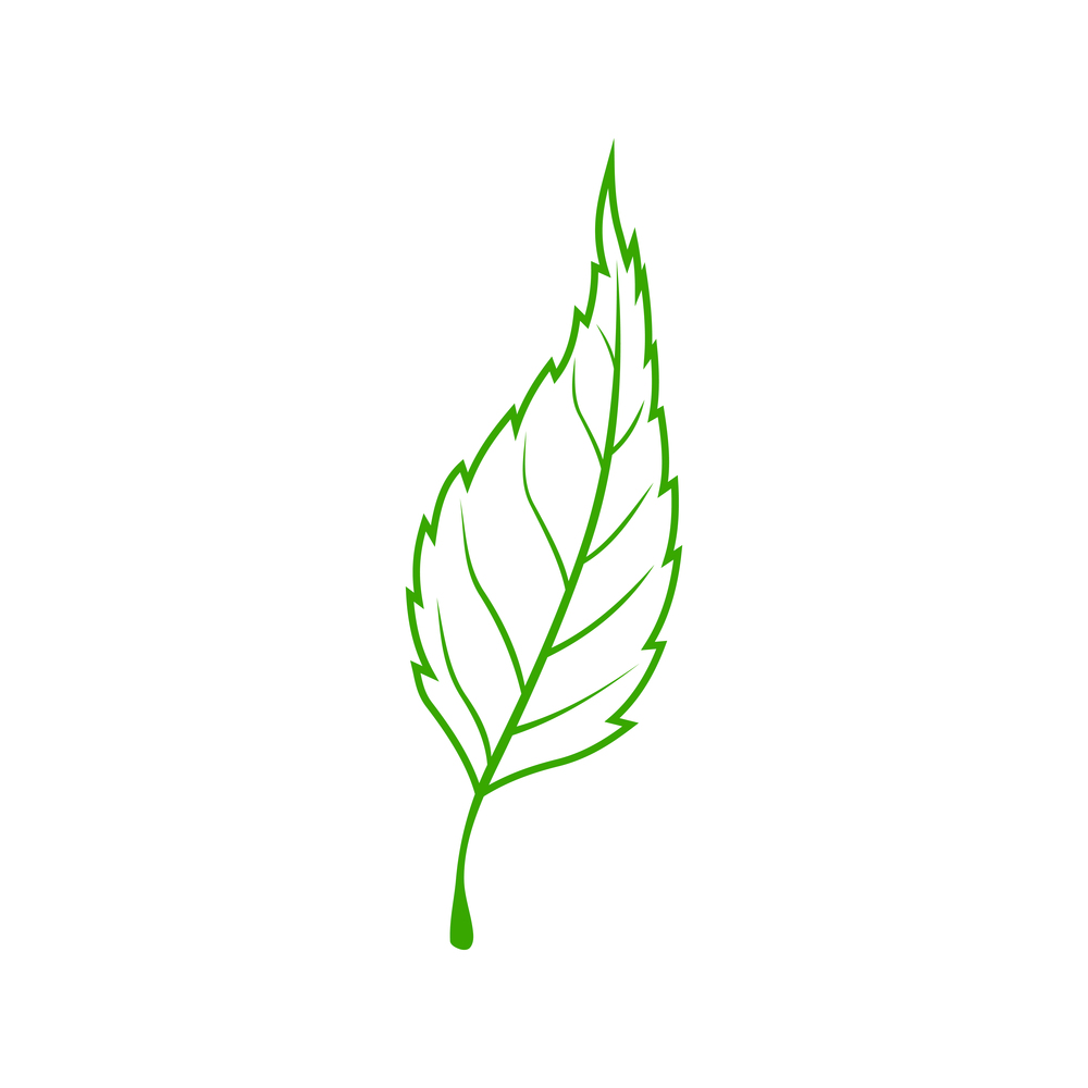 Elm leaf isolated botanical icon. Vector green natural foliage element, outline ash tree leafage. Ash tree or elm leaf isolated symbol