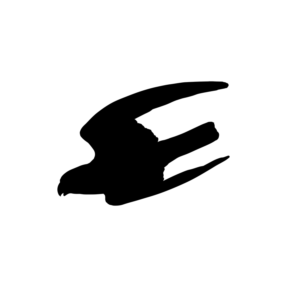 Accipiter bird in flight isolated hawk silhouette. Vector wild eagle, falconry sport logo. Hawk accipitier in flight isolated falconry symbol