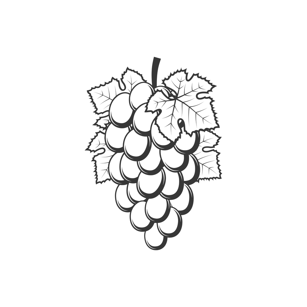 Cluster of grape with leaves isolated monochrome icon. Vector bunch of grapery berries. Bunch of grapes isolated cluster fruits and leaves
