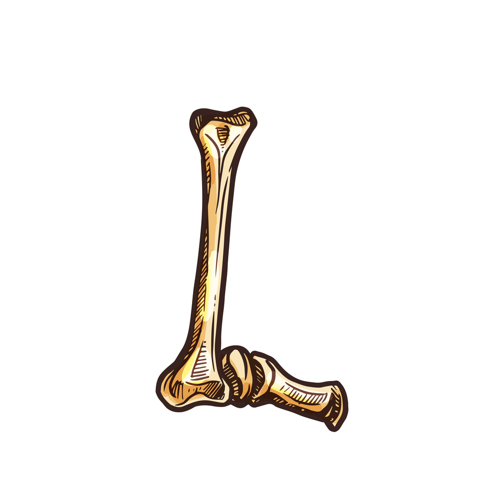 L letter of bones joints isolated Halloween alphabet symbol. Vector Dia de los Muertos font. Letter L of bones and joints isolated horror ABC