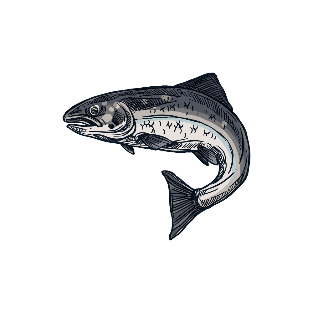 Sockeye fish isolated pink salmon. Vector trout, animal with red meat, seafood chum. Salmon and trout, fish underwater animal red meat