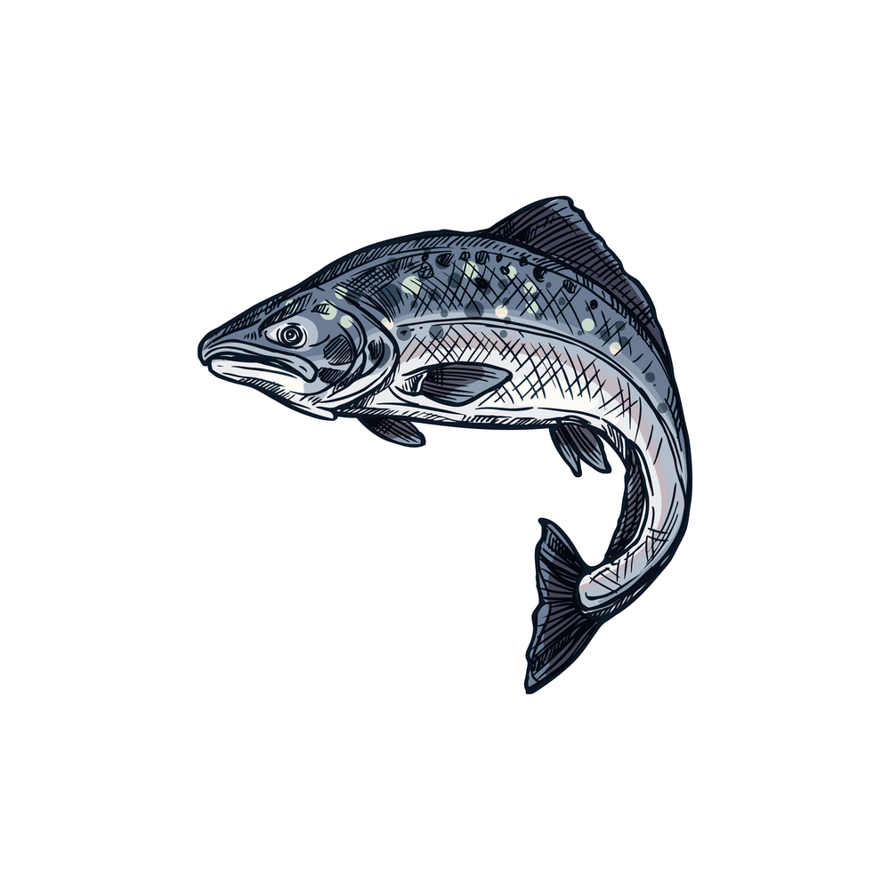 Salmon fish with red meat isolated chum and sockeye. Vector fishing sport trophy, fishery logo. Pink salmon fish, fishery trophy fishing sport