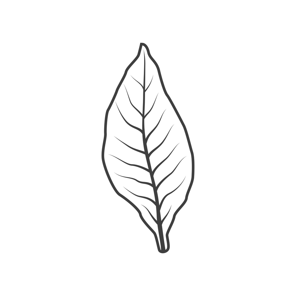 Tobacco leaf isolated monochrome icon. Vector dry leafage to make cigarettes or cigars. Dry tobacco leaf to make cigarettes isolated