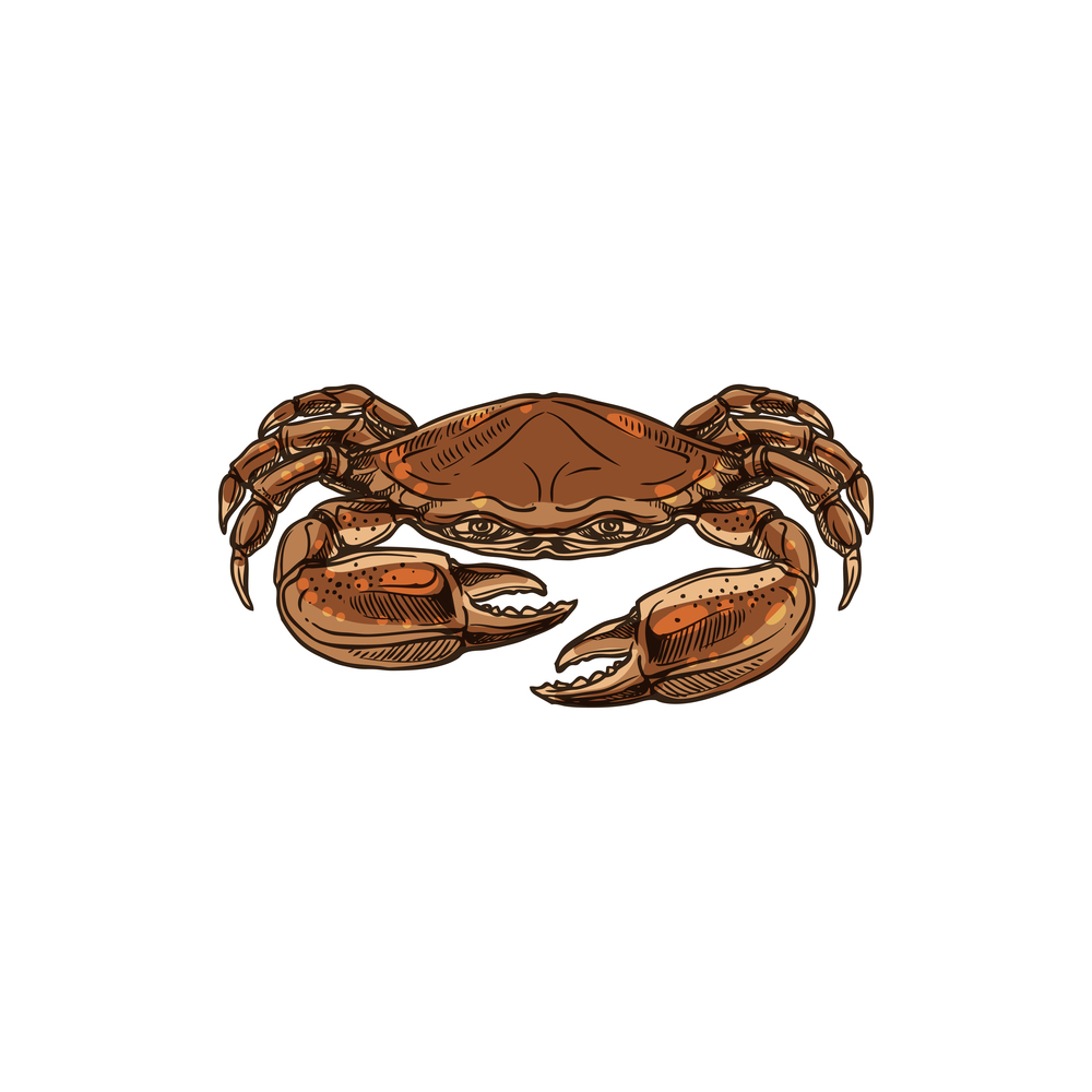 Crustacean crab with claws and shell, seafood isolated sketch. Vector underwater animal. Marine crab vector isolated crustacean animal