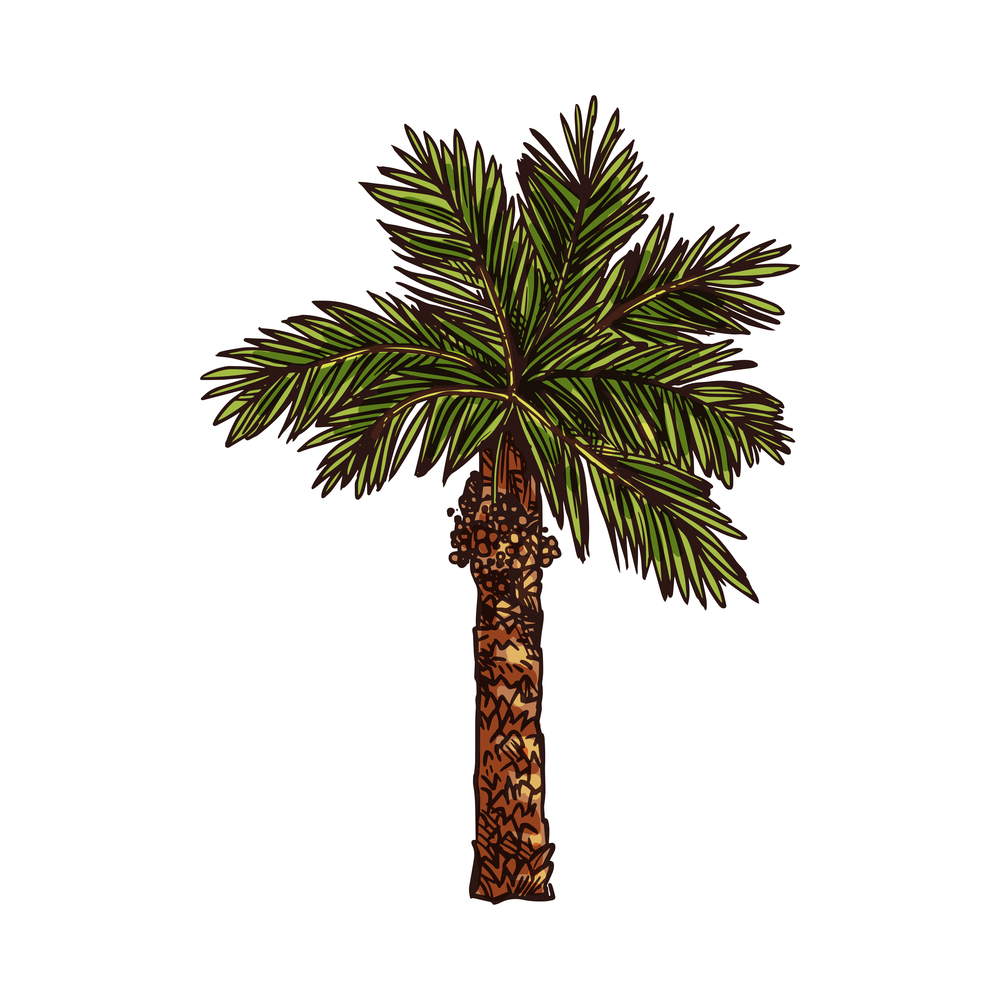 Palm tree symbol of Egypt isolated plant. Vector palmtree with branches and trunk. Coconut palm tree isolated Egyptian plant sketch