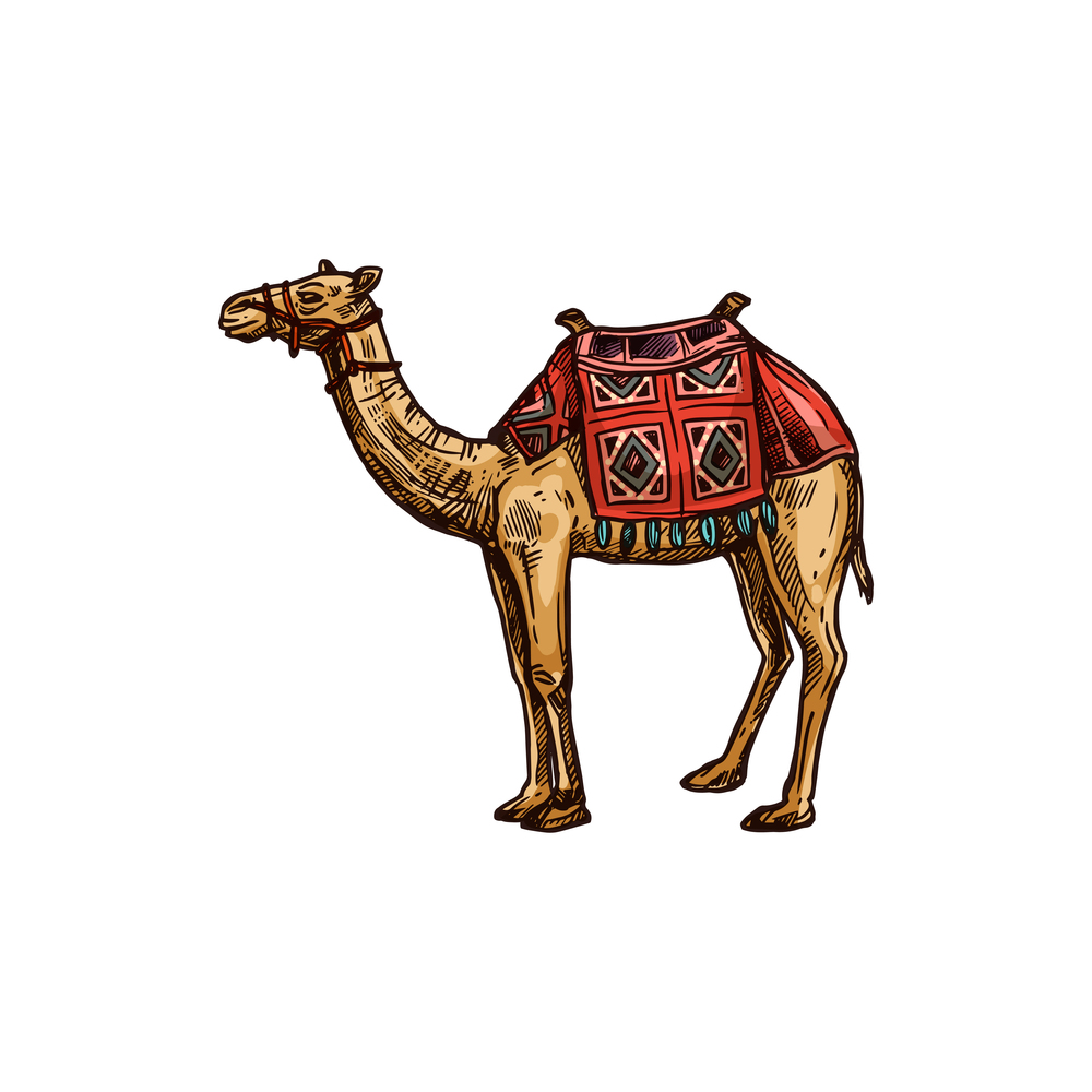 Egyptian camel decorated with saddle isolated domestic animal of Egypt. Vector humped arabian dromedary. Arabian camel with decor saddle isolated animal
