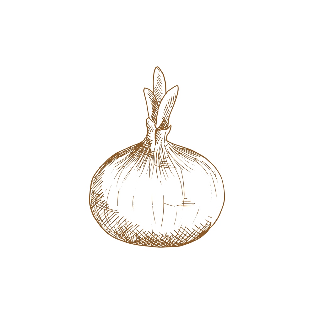 Onion bulb vector isolated sketch. Vector raw vegetable, whole root seasoning with leaves. Whole onion bulb, vegetable root isolated sketch