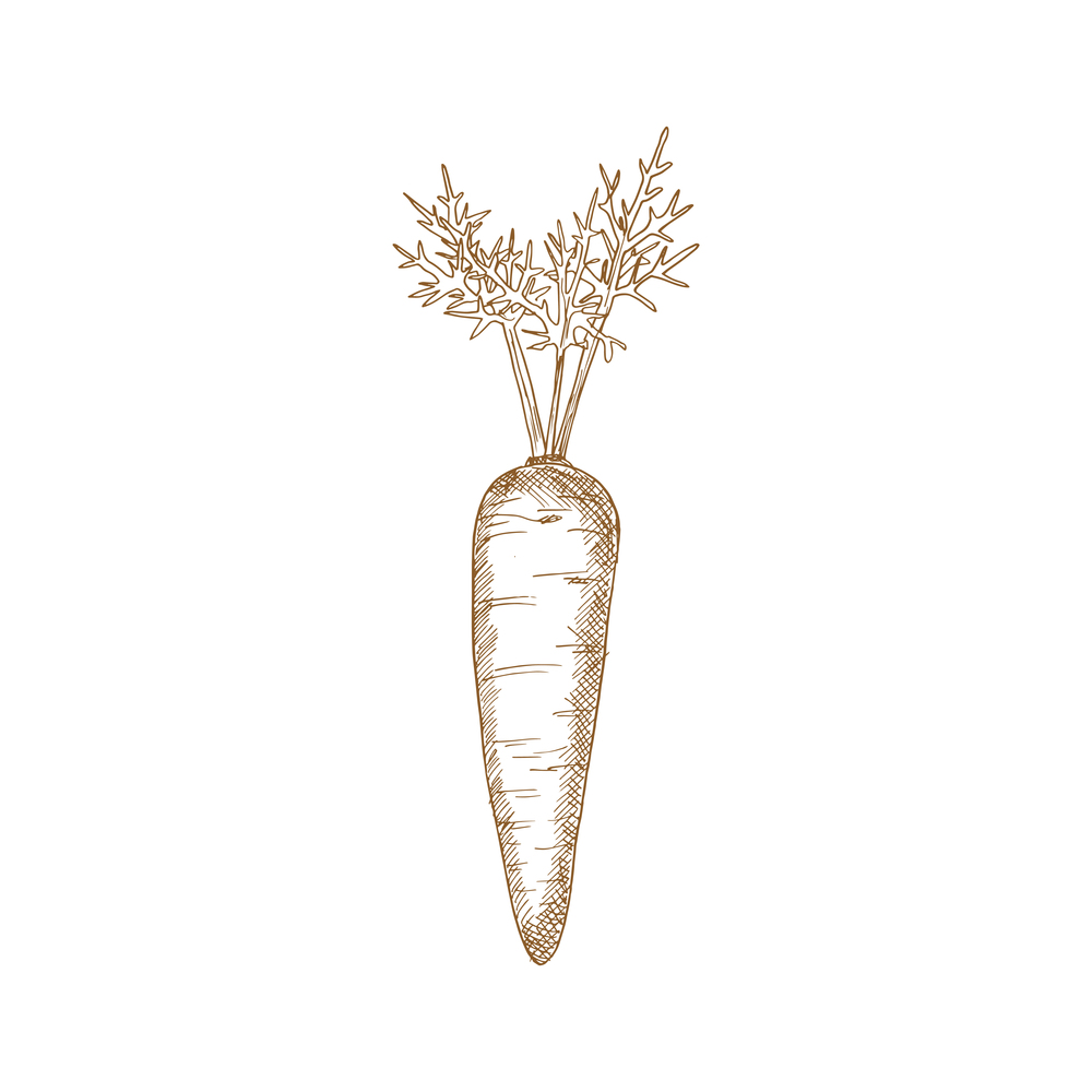 Carrot isolated autumn vegetable sketch. Vector vegetarian dieting food, root with leaves. Vegetable sketch isolated monochrome carrot leaves