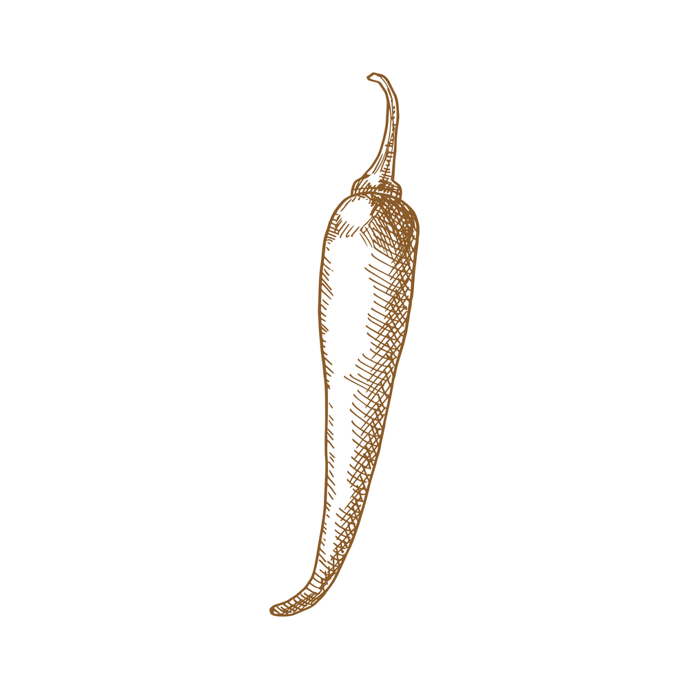 Chili pepper isolated vegetable sketch. Vector Jalapeno or Cayenne, spicy vegetable food condiment. Red hot chilli pepper isolated spicy vegetable