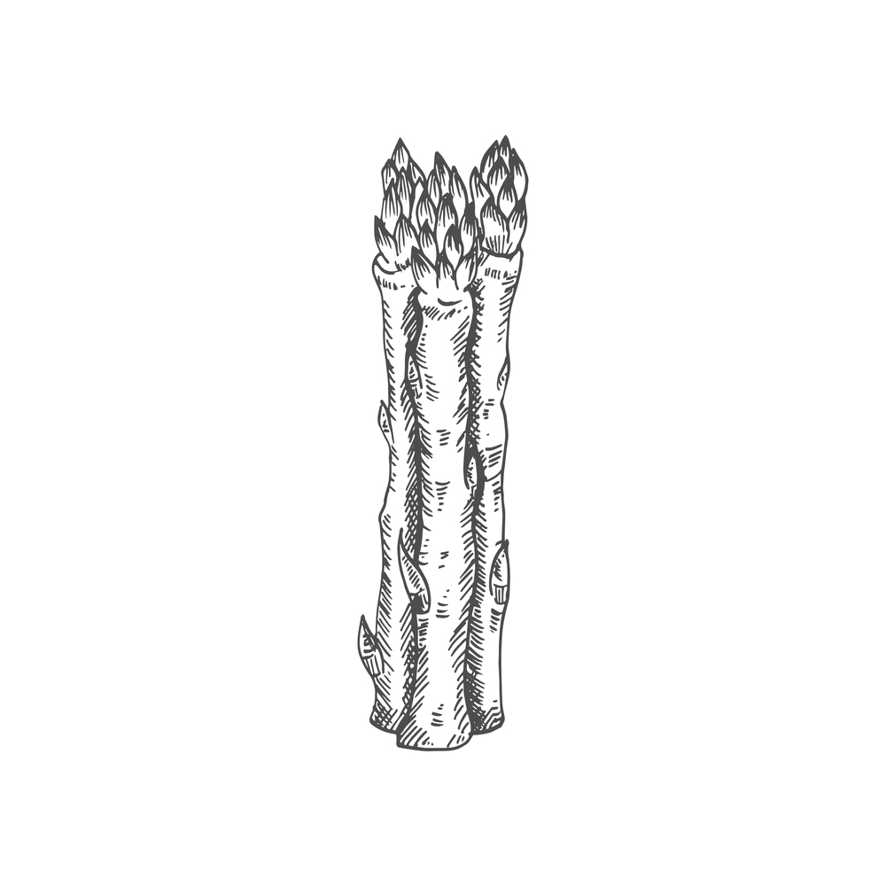 Sparrow grass or garden asparagus isolated monochrome sketch. Vector bundle of cultivated asparagus. Asparagus officinalis isolated sketch vector food