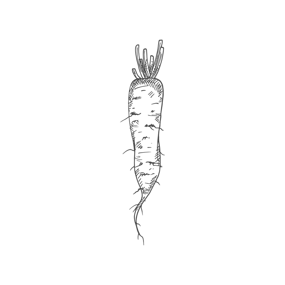 Radish vegetable vector sketch. Botanical design of Raphanus raphanistrum plant root for vegetarian or vegan food, farmer market and agriculture or cooking recipe design. Radish vegetable tuber vector sketch