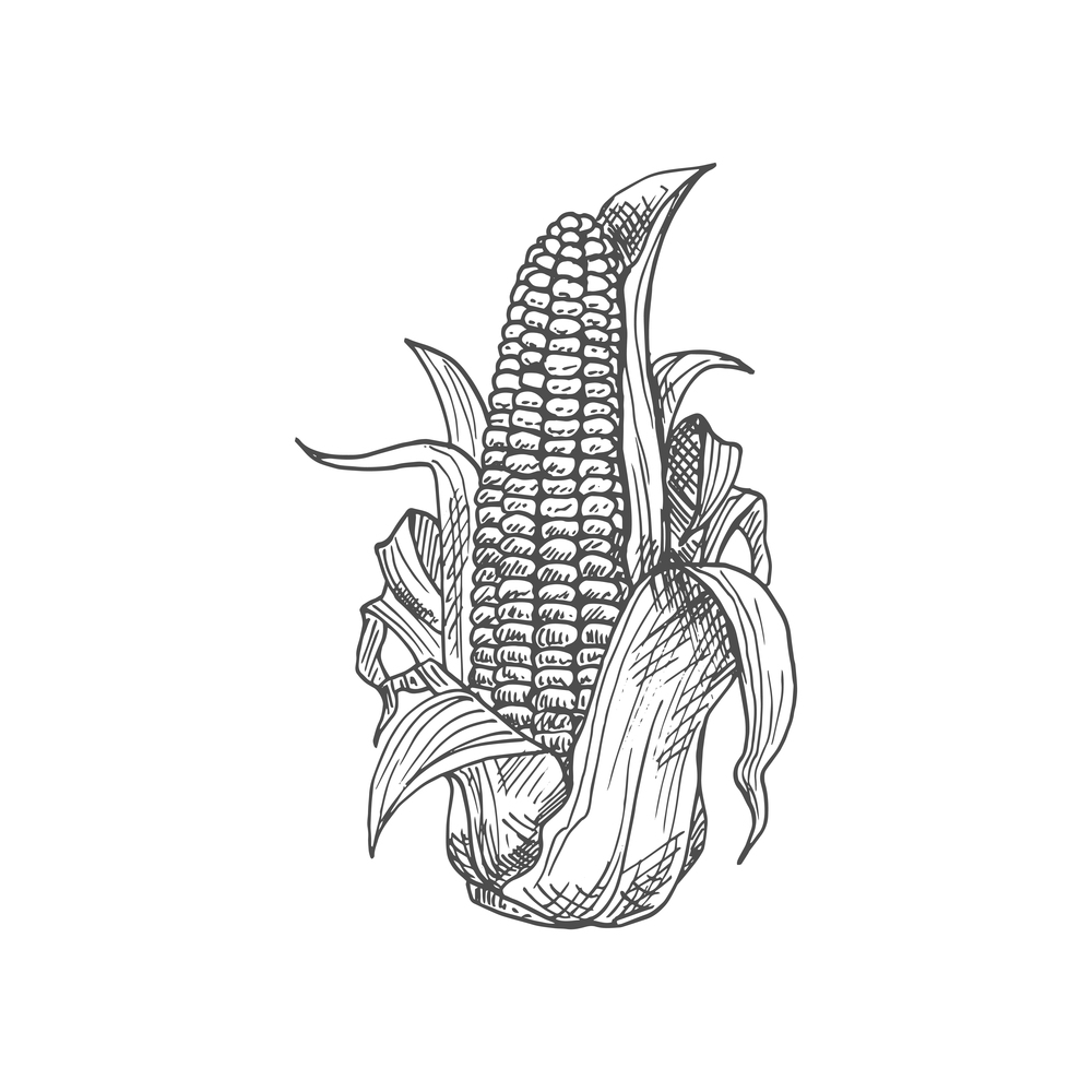 Maize corn cob with leaves isolated vector sketch. Vector sweetcorn vegetarian food, cereal grain. Corn cob with leaves isolated sketch of maize