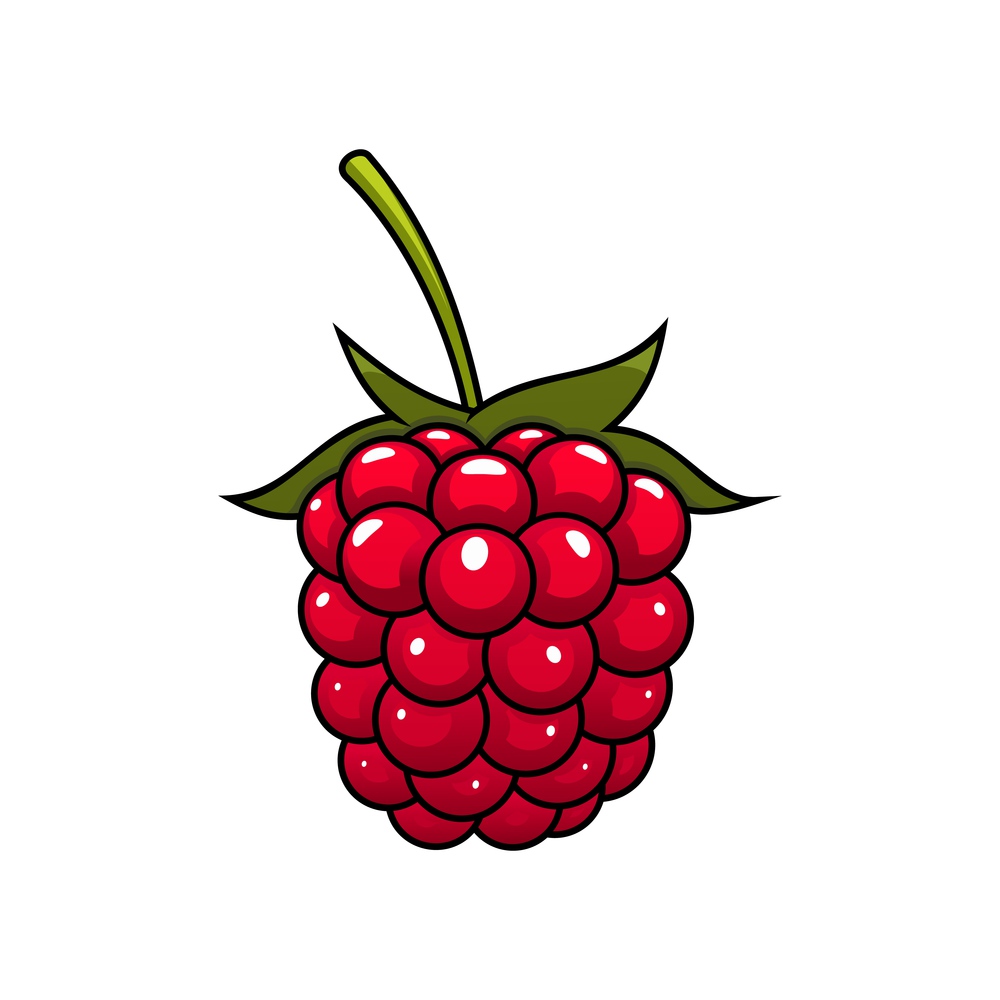 Raspberry with green stem and leaves isolated summer berry. Vector red-fruited garden bramble. Red raspberry fruit isolated summer berry