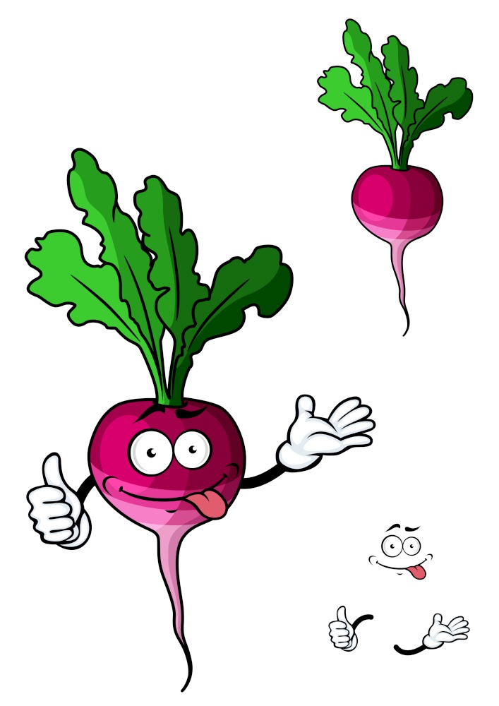 Cute fresh leafy radish vegetable with a purple smiling taproot for a healthy cooking ingredient isolated on white