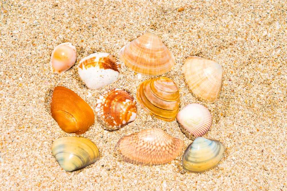 Sea shells on sand beach as summer holiday background