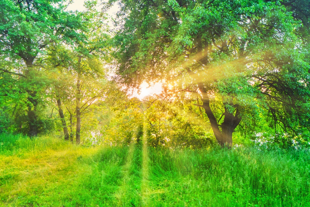 Green forest at sunset with sun beams through green leaves