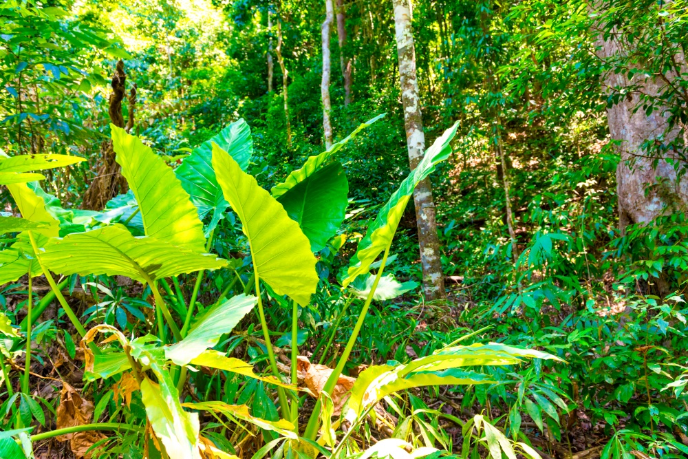 Green jungle forest nature landscape with big tropical trees
