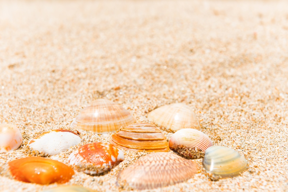 Sea shells on sand beach as summer holiday background