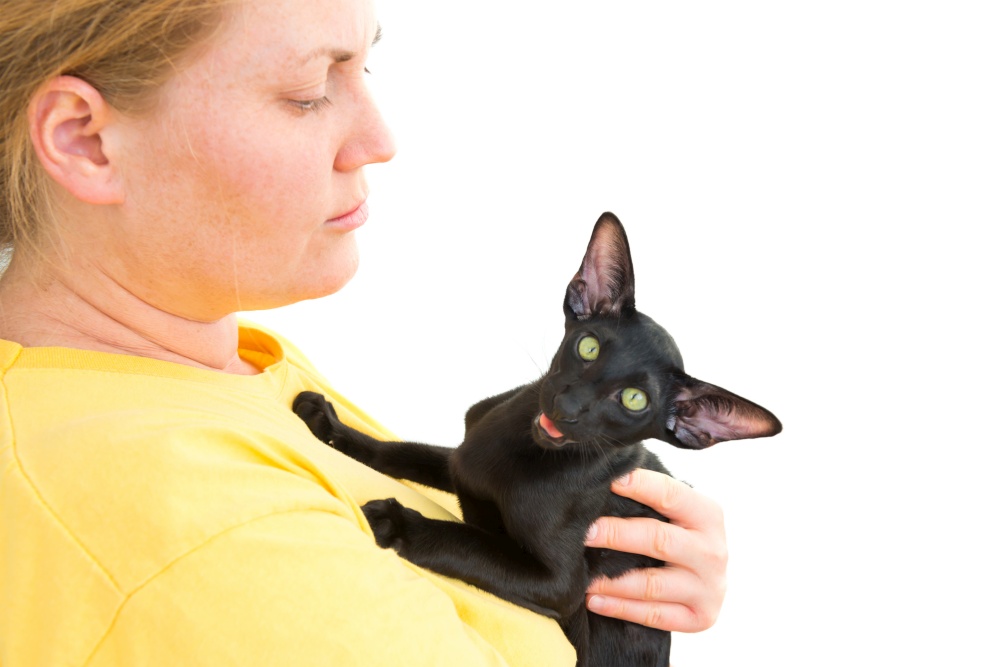 Woman holding black oriental cat kitten in hands isolated on white