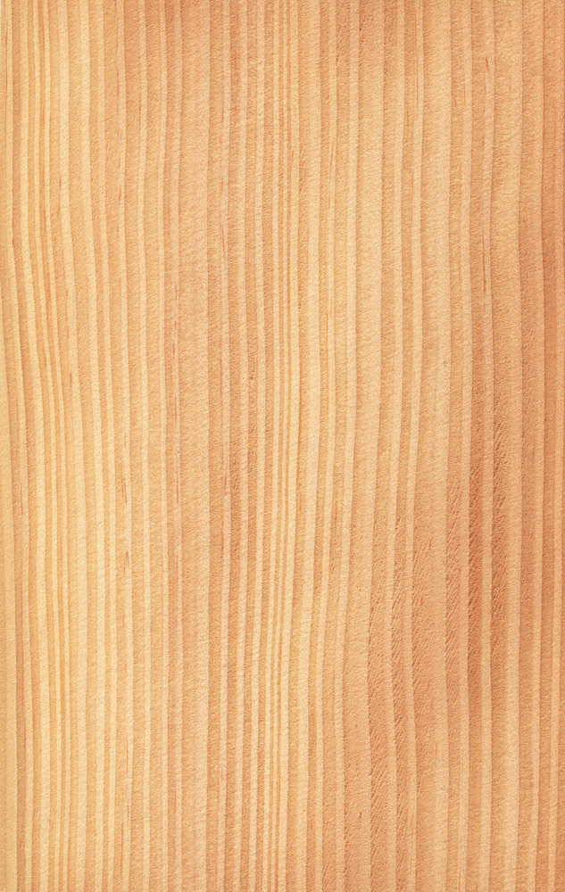 Natural wooden texture background. Pine tree.