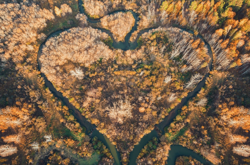Heart shaped river in Altai territory. Autumn forest. Wonder of nature place, aerial drone view. Heart shaped river