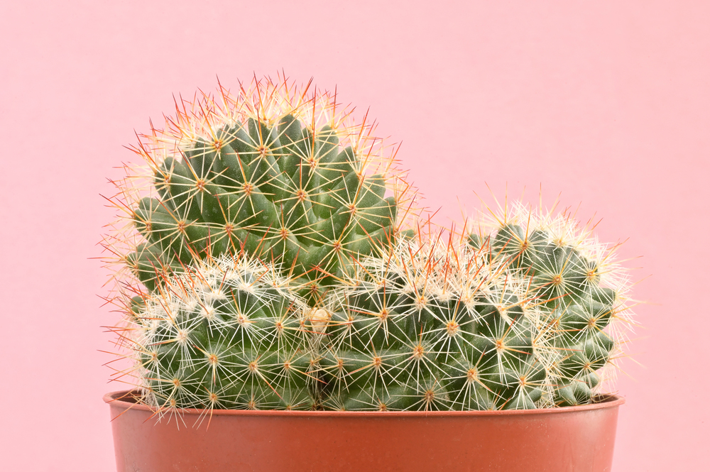 cactus plants on pink paper background