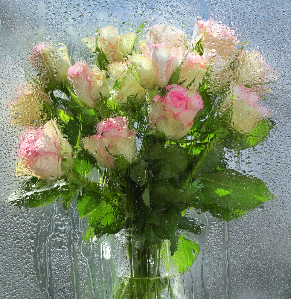 Blurred roses behind of a window with water drops