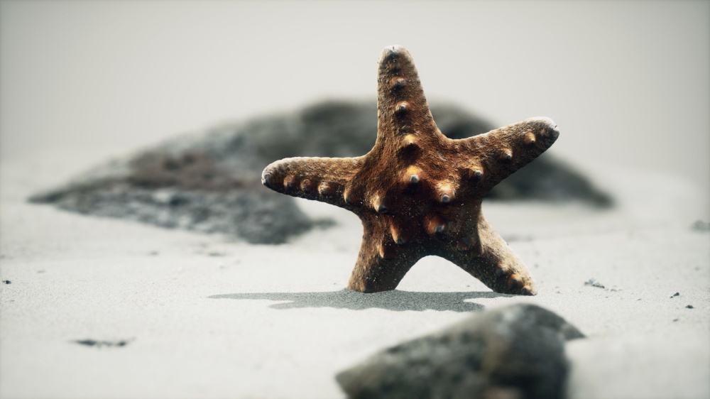 red starfish on ocean beach with golden sand