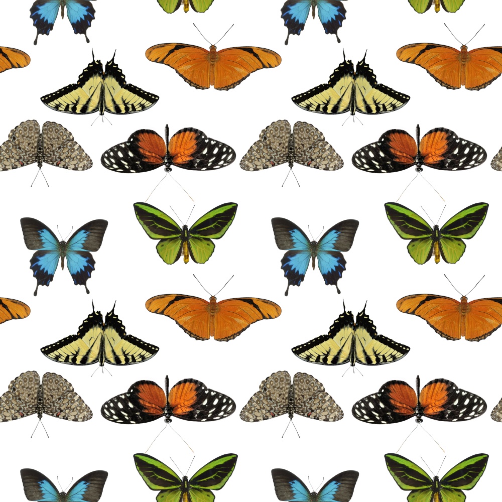 seamless pattern with butterflies on white background. Endless design.