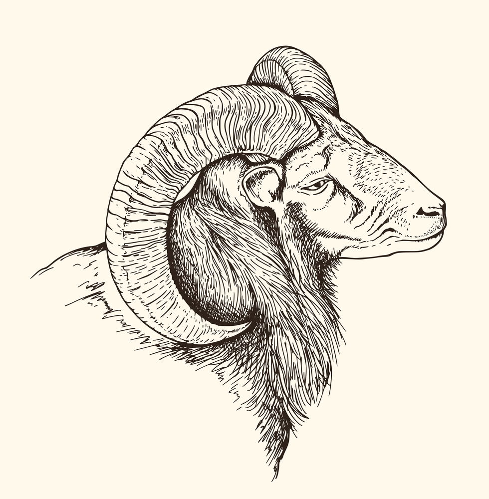 Hand drawn vector illustration of mountain bighorn sheep. Vintage sketch of animal in the wild nature