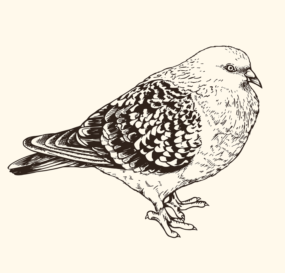 Hand drawn vector illustration of urban pigeon. Vintage sketch of animal in the wild nature