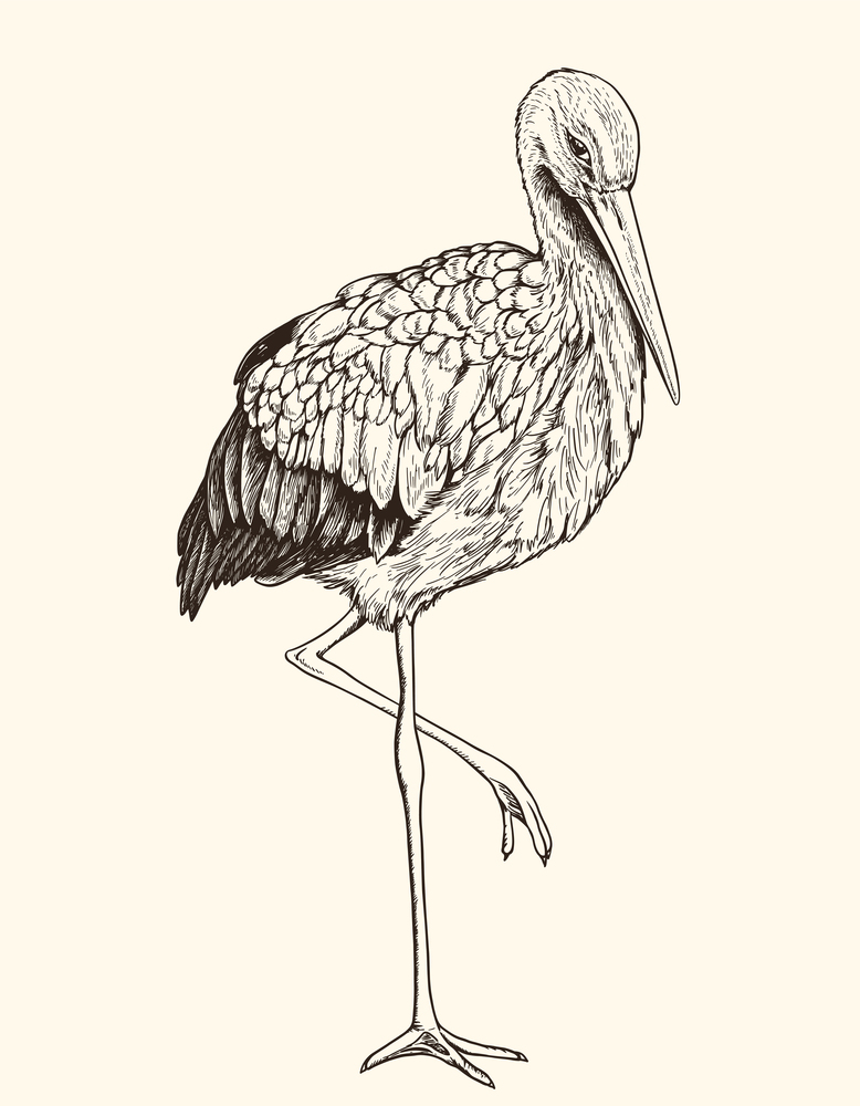 Hand drawn vector illustration of white stork. Vintage sketch of animal in the wild nature