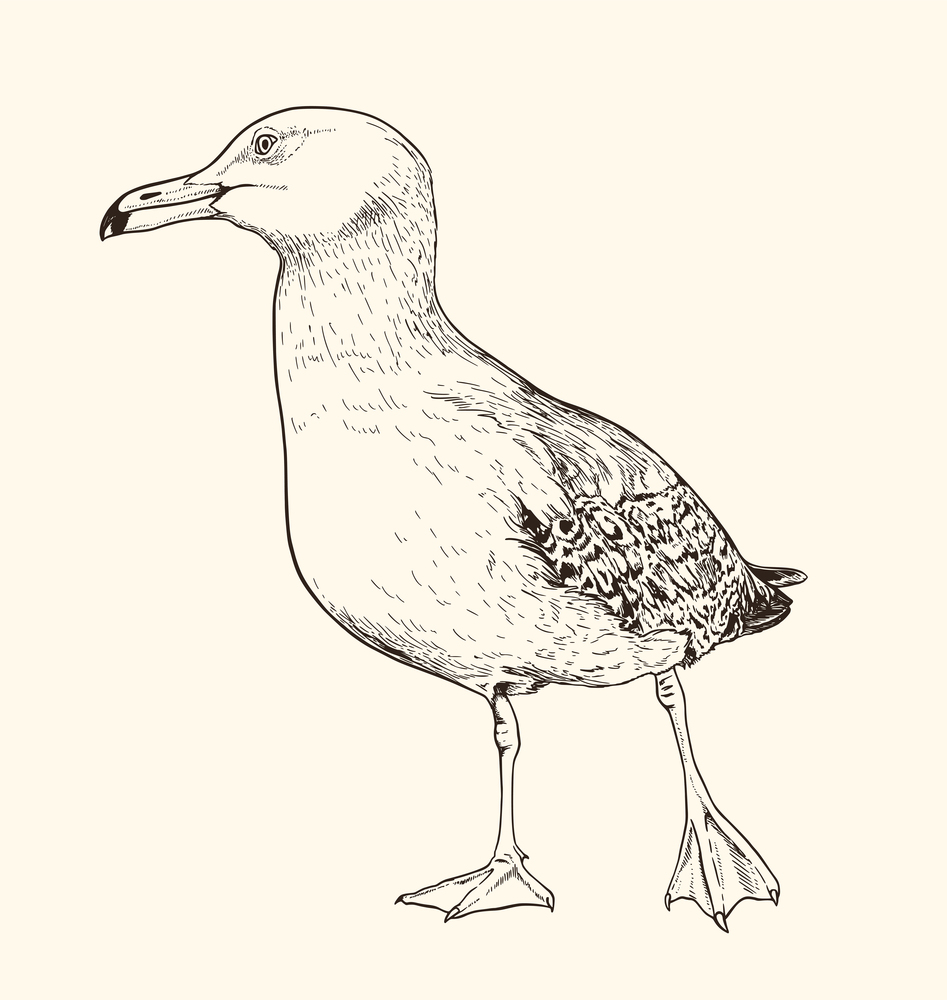 Hand drawn vector illustration of seagull. Vintage sketch of animal in the wild nature