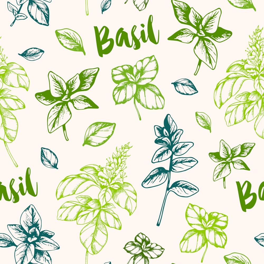Vintage hand drawn seamless pattern with green basil herb