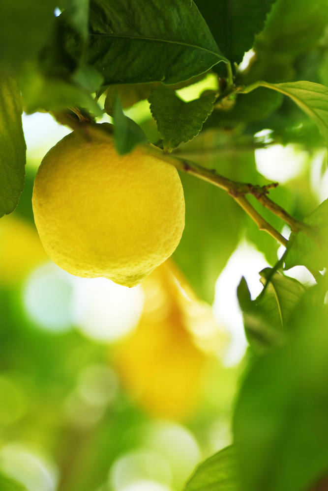 Lemon fruit close up on tree branch. Lemon close up