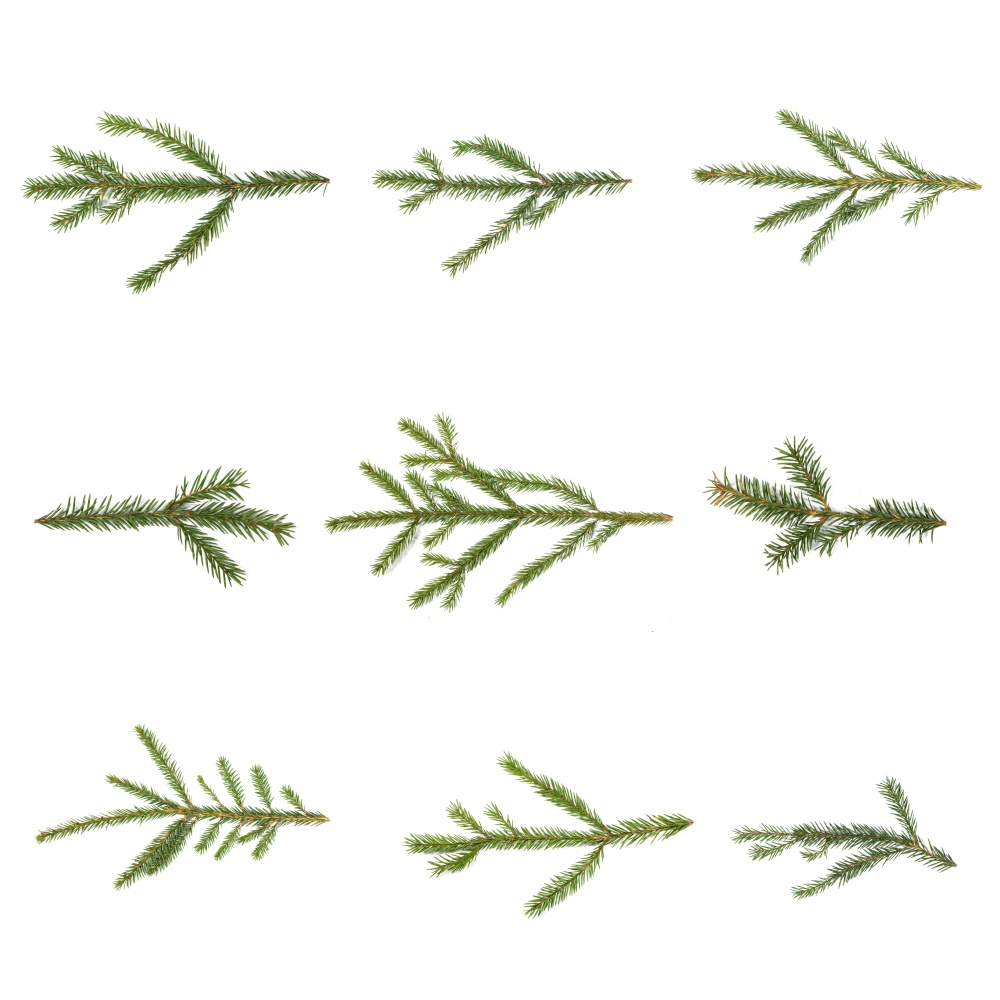 Evergreen christmas fir pine tree branch set on white for design. Fir tree branch set on white