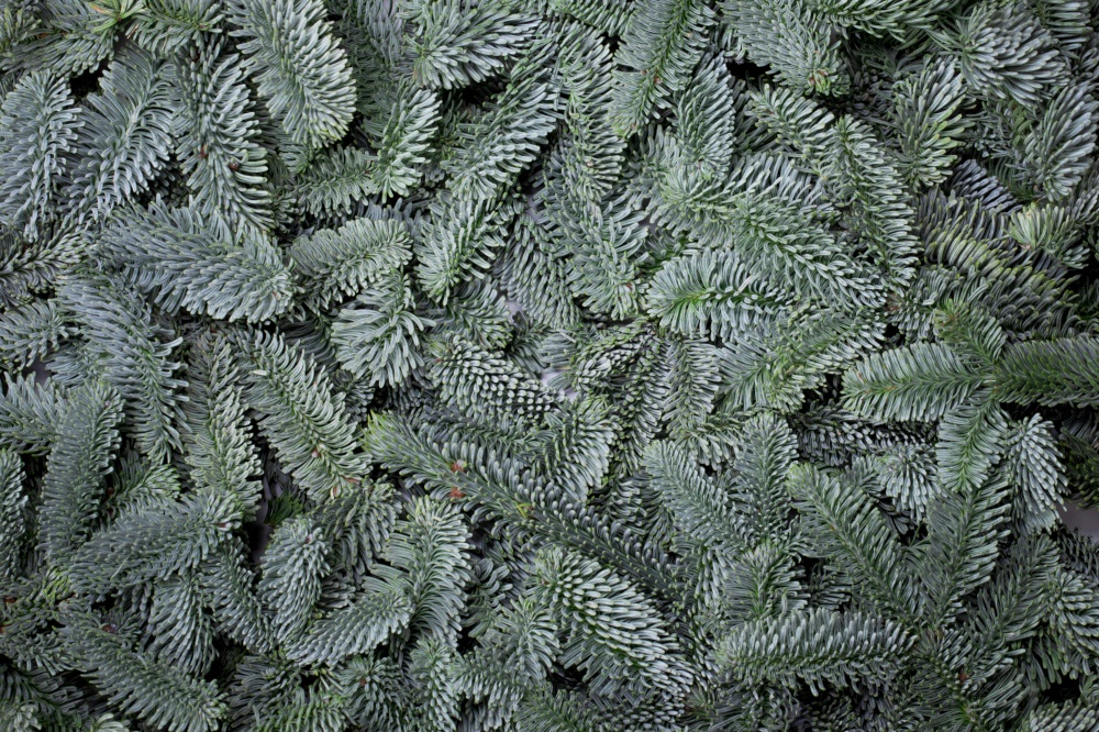 Noble fir tree branch christmas new year background close up. Fir tree branch background