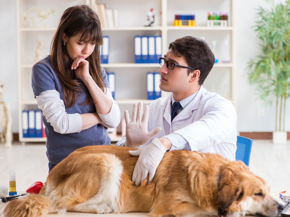 Doctor and assistant checking up golden retriever dog in vet clinic. Doctor and assistant checking up golden retriever dog in vet cli