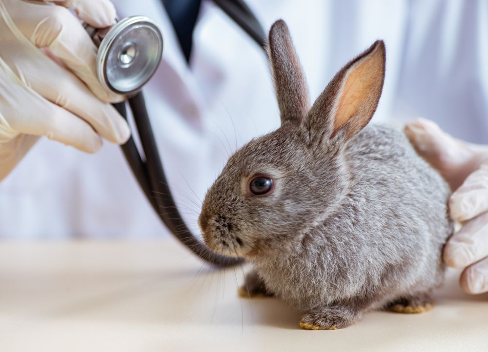 The vet doctor checking up rabbit in his clinic. Vet doctor checking up rabbit in his clinic