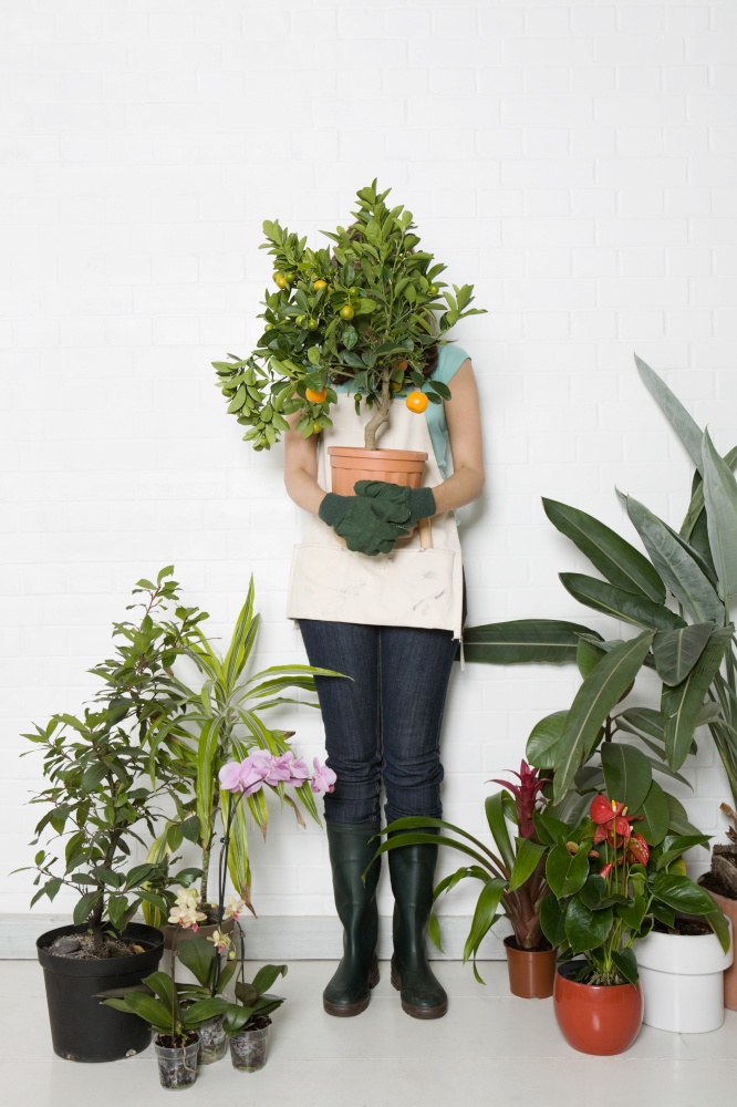 Woman holding potted orange tree over face. Indoor Gardener
