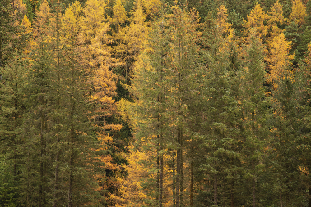 Beautiful Autumn Fall landscape of larch tree and pine tree forest in the Lake District