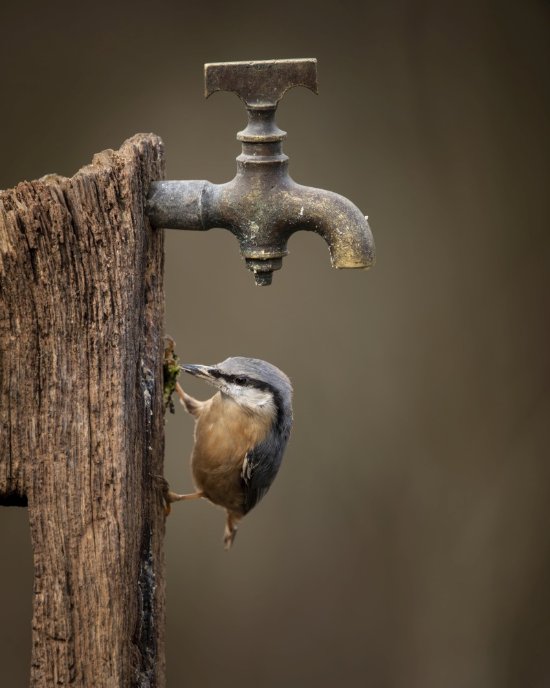 Beautiful on Nuthatch garden bird Sitta Europaea in Spring sunshine feeding near tap in wooden post