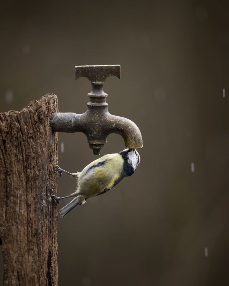 Beautiul Great Tit bird Parus Major on post with water tap in Spring sunshine in garden